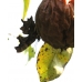 Comma larvae c-album 10 larvae